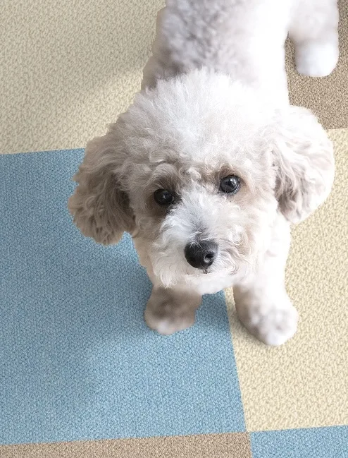 pets carpet by honpo